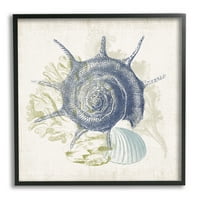 Stupell Industries zamršeni Conch seashell slojevito slojevito koral botaničke grafičke umjetnosti crna uokvirena umjetnost Print Wall Art, dizajn Victoria Barnes