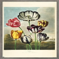 Tulipani iz hrama zidnog postera Flora, 14.725 22.375 uramljeno