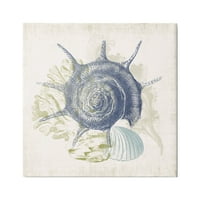 Stupell Industries zamršene Conch Seashell crtanje slojeviti koral Botanicals grafička Umjetnička galerija
