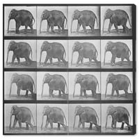 Wynwood Studio životinje zid Art platno grafike' Elephant in Motion ' Zoo i divlje životinje - Siva, Bijela