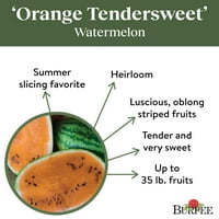 Burpee Organska narandžasta Tende unesite sladoleno povrće Semence, 1 paket