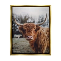 Stupell Industries Highland goveda krava gledajući toplo sunčan portret fotografija metalik zlato plutajući