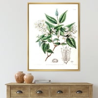 Drevni botanički uokvireni slikarski platno Art Print