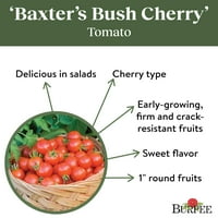 Burpee Organski Baxter's Bush Cherry rajčice Seme za povrće, 1-pakovanje
