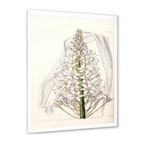 PROIZVODNJA Bijela vintage orhideja i tradicionalna uokvirena umjetnička štampa