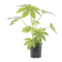 Expert Gardener Fatsia 2.5 QT zeleni živi grm deo sunca