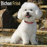 Bichon Frise Calendar-Kalendar Pasmine Pasa-Zidni Kalendar 2017-