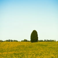 Scenski pogled na usamljeno drvo u polju Canola, Ontario, Kanada Poster Ispis panoramskih slika