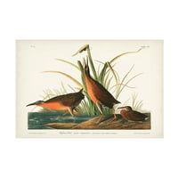 John James Audubon' Virginian Rail ' Platno Art