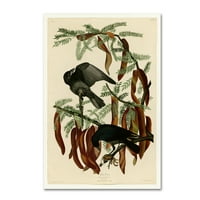 Židobrana likovna umjetnost 'Riblji crowplate 146' platna umjetnost Audubon